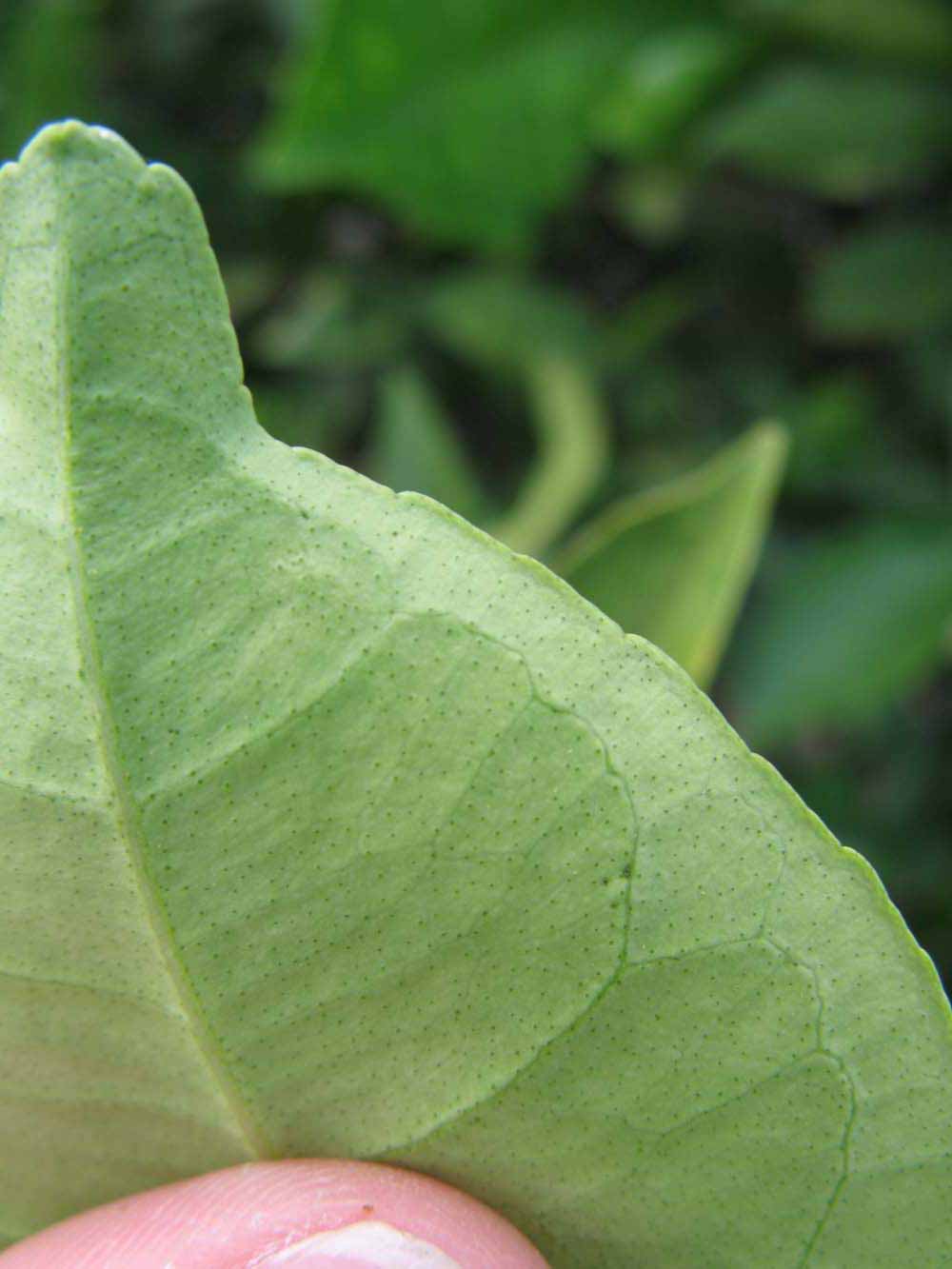              Margin (Winter Haven, FL)       